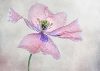 Pastel poppy