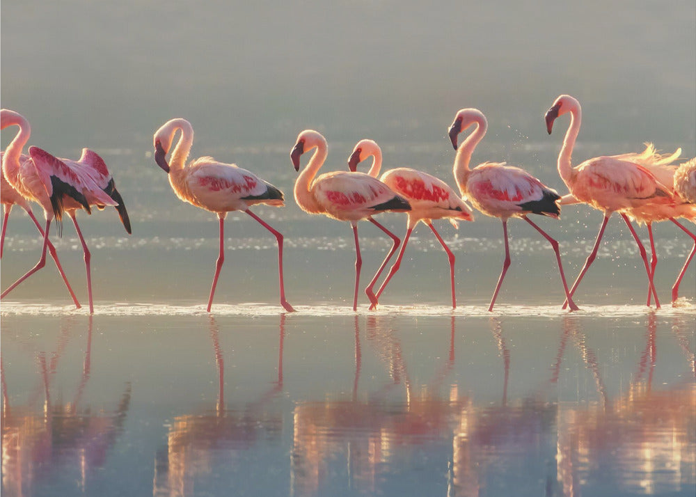 Wandbild Flamingo-Landschaft