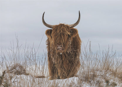 Wall Art Highlander in Snow