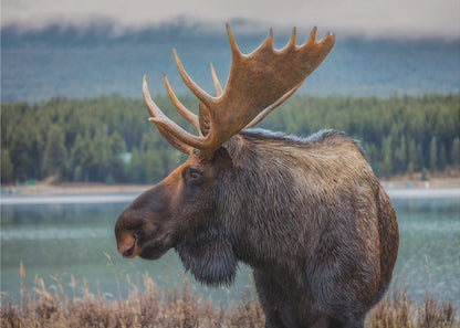 Wall art Moose