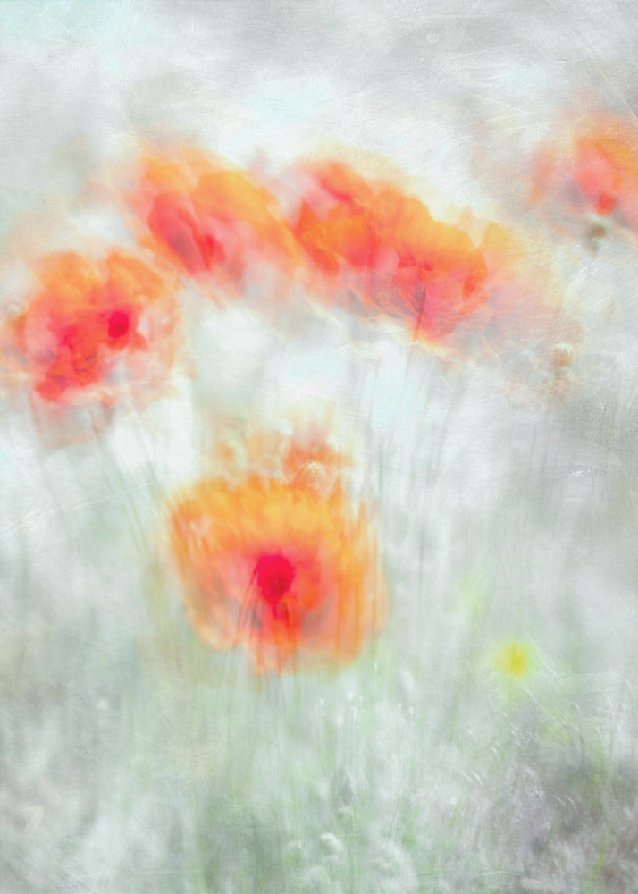 Red Corn Flowers