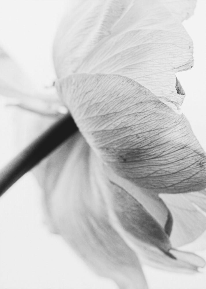 Wandbild Leinwandbild Blühende Blume