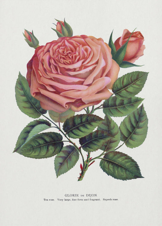 Pinke Rose, Glorie De Dijon Lithographie