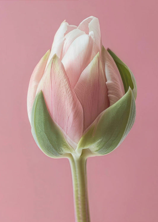 Wandbild Rosa Tulpe